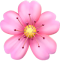 Vibrant pink flower symbolizing natural skincare and beauty for intimate areas.