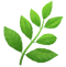 Green leaves symbolizing natural skincare ingredients for effective and soothing routines.